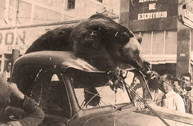 Sierra del Nido grizzly 1957.jpg