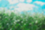 Flowers blowing in the wind