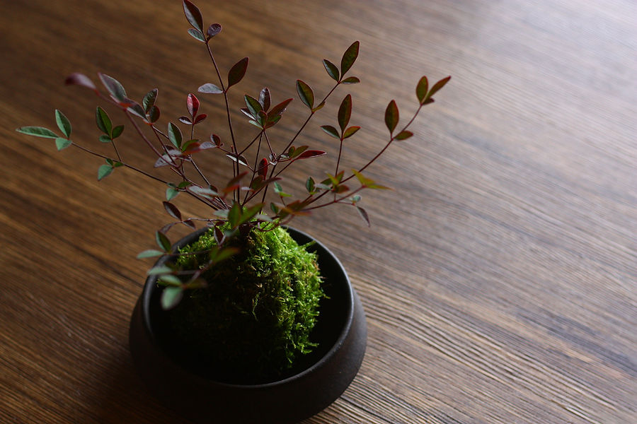 a moss ball 