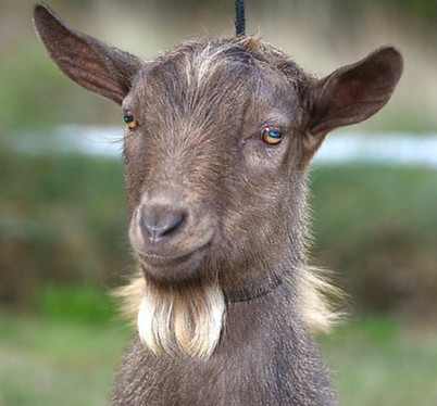 OMF Monkey Suit Front_edited.jpg