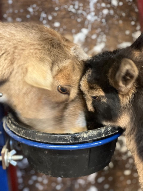 Joy and Birdsong eating grains