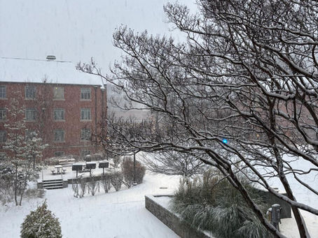 You can hear plants scream when you're pulling them apart if it is quiet enough