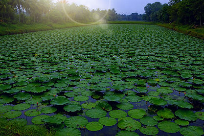 makhana farm_edited.jpg
