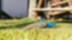 pajaros