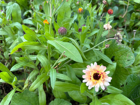 Tucking The Flower Farm In
