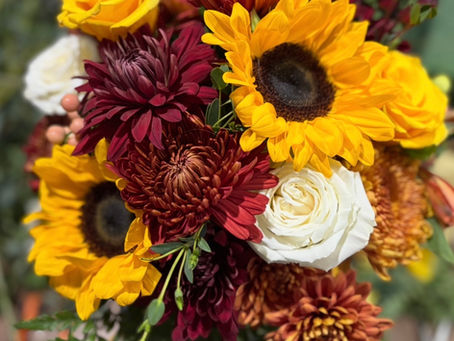 Thanksgiving Reflections from the Farm