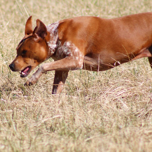 Dog jumping into dead grass.