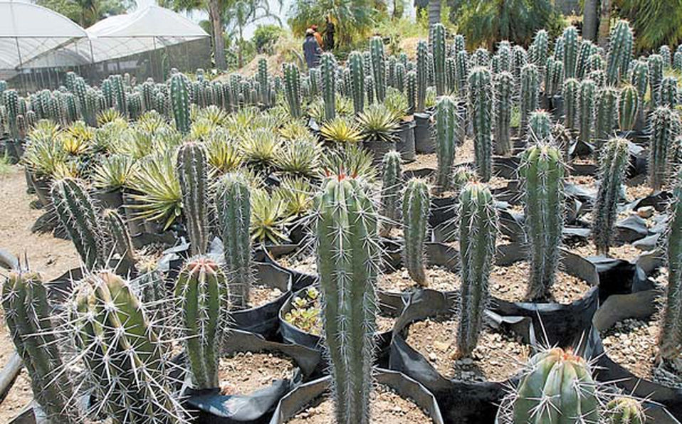 Cactus Organo