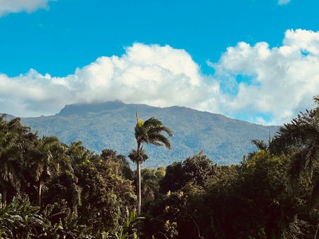 Vista panorámica de El Yunque con palmas y cielo azul, ícono natural de Puerto Rico.