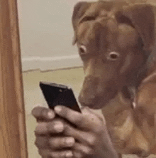 dog-shocked-looking-at-phone.gif