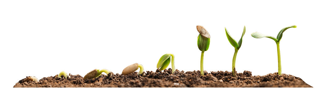 Plants Growing.jpeg