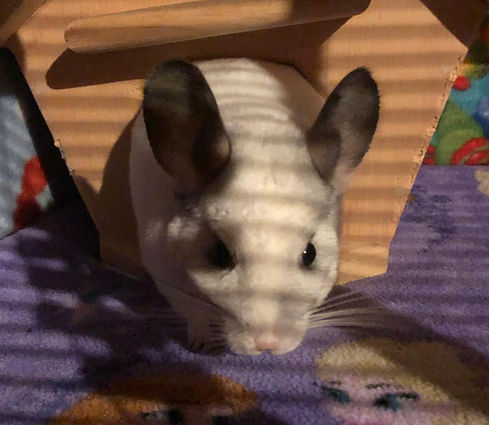 pearlchinchilla2.jpeg