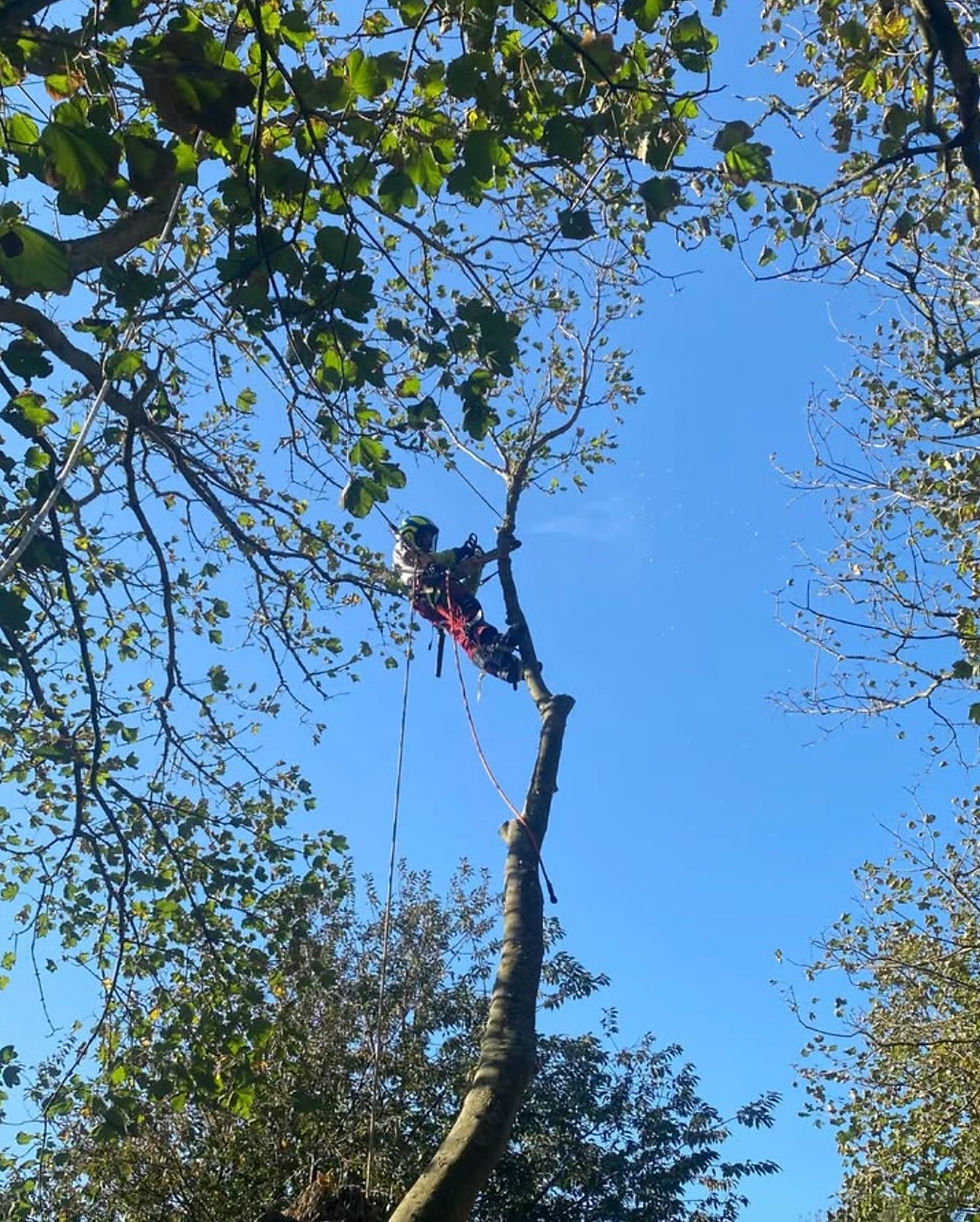 abattage-demontage-arbre-wimereux-letouquetplage-calais-béthune-saint-omer