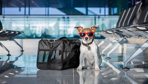 Pet-Friendly-Airports-e1541619041520.jpeg