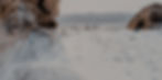 yiranding-yOWUAKYk46Y-unsplash%2520copy_edited_edited_edited.jpg