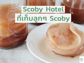 Scoby Hotel มี Scoby เยอะแล้วเอามาเก็บไว้ใน Hotel สิ!