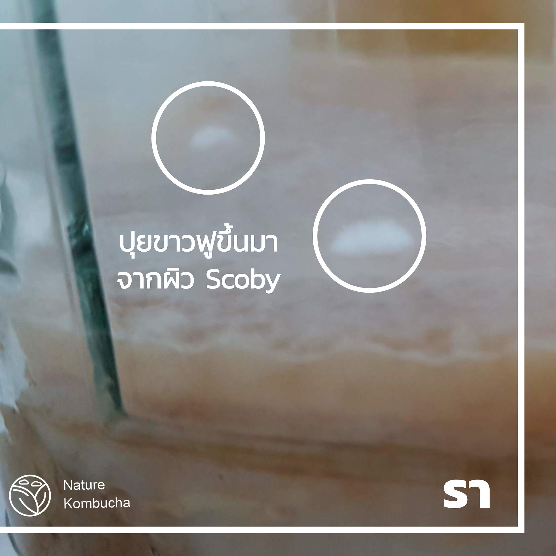 ราขาว คอมบูชา ผิว scoby