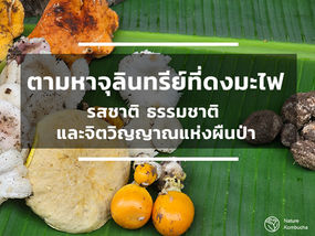 เห็ดป่าหลากหลายชนิดวางบนใบตองสีเขียวสด พร้อมข้อความบนหน้าปก ตามหาจุลินทรีย์ที่ดงมะไฟ รสชาติ ธรรมชาติ และจิตวิญญาณแห่งผืนป่า