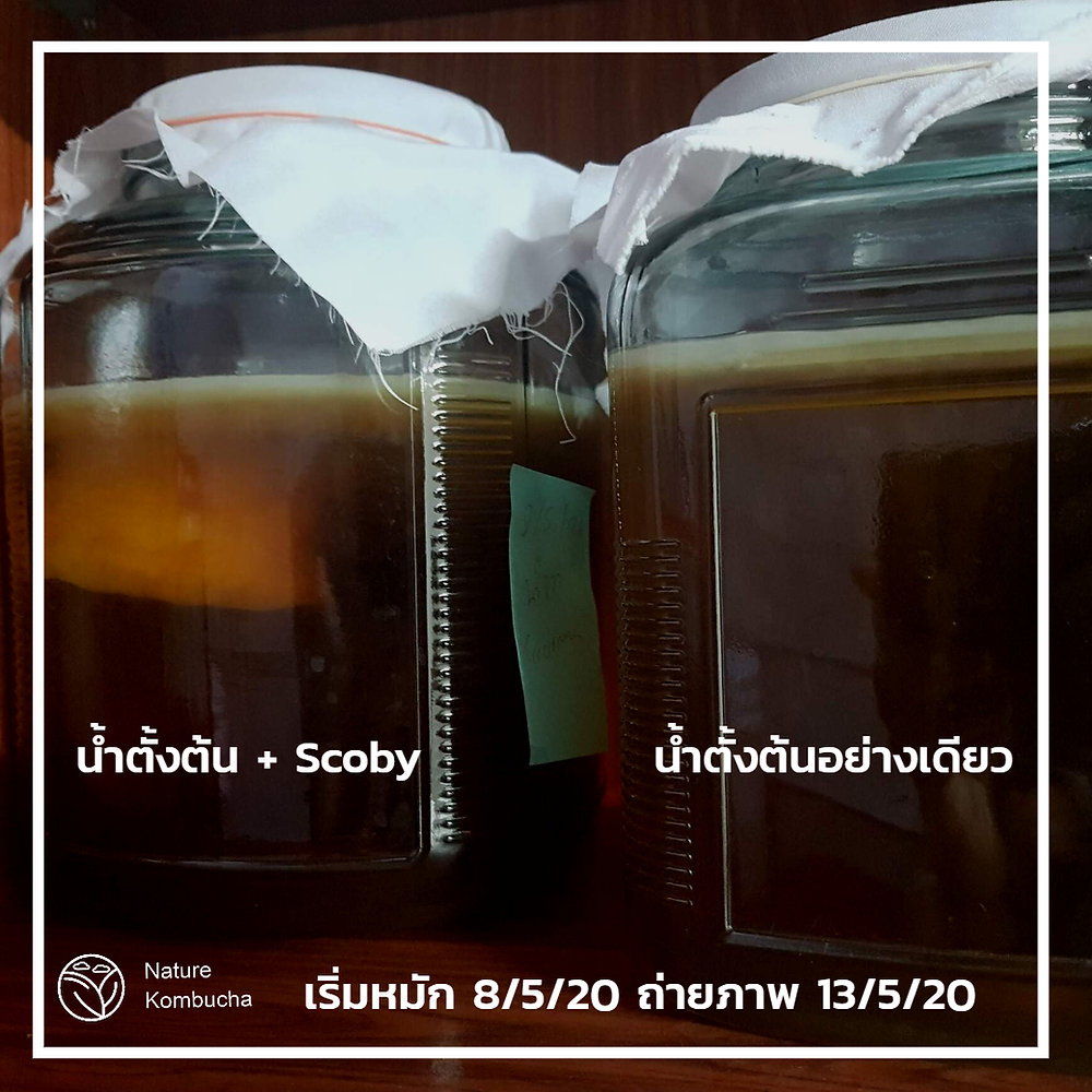 Scoby คืออะไร และ สิ่งที่คนไม่ค่อยรู้เกี่ยวกับ Scoby