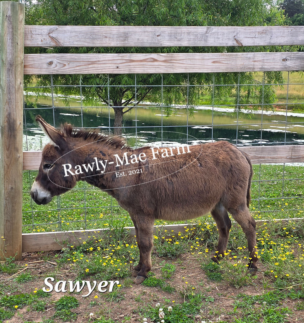 Thumbnail: Sawyer