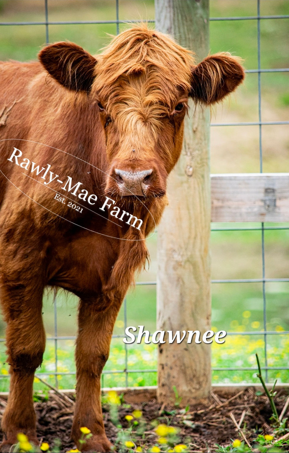 Thumbnail: Shawnee