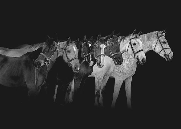 ALLHORSES-2.jpg