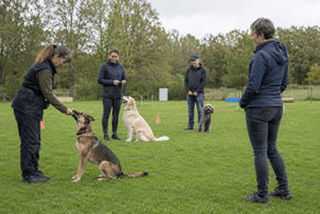 Was moderne Verhaltensforschung über Hunde zeigt