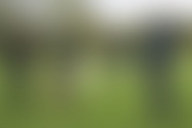 Was moderne Verhaltensforschung über Hunde zeigt