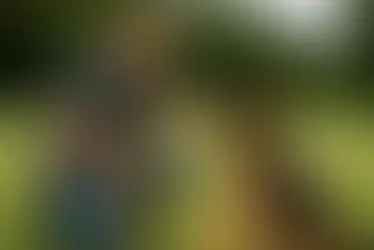 Verhaltenstherapie für Hunde
