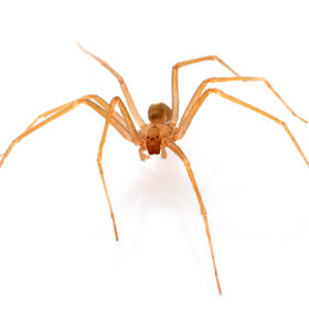 Brown recluse spider in front of white b