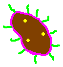 Bacteria.gif