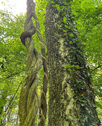 vines on trees.JPG