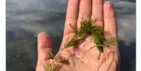 Wisconsin DNR gives the OK for 2023 EWM Treatment Program