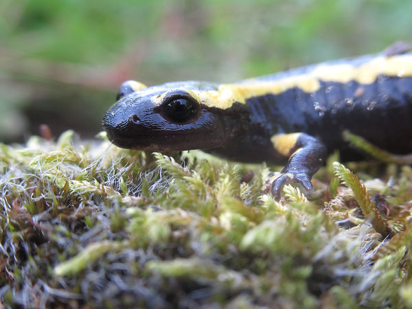 Baby FIresalamander.JPG