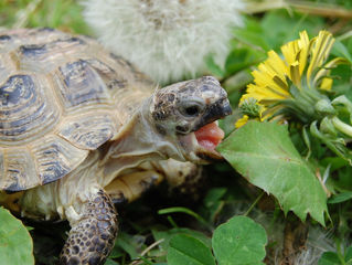 Turtles Eat Flowers