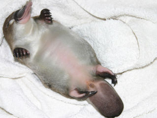 Nature's strangest animal