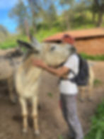 dongi