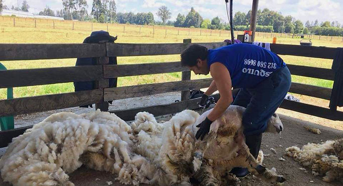 La ruana cundiboyacense, una tradición que se está devaluando