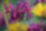 Half-black bumble bee (B. vagans) in Southern Quebec, Canada (c) ML Tissier.JPG