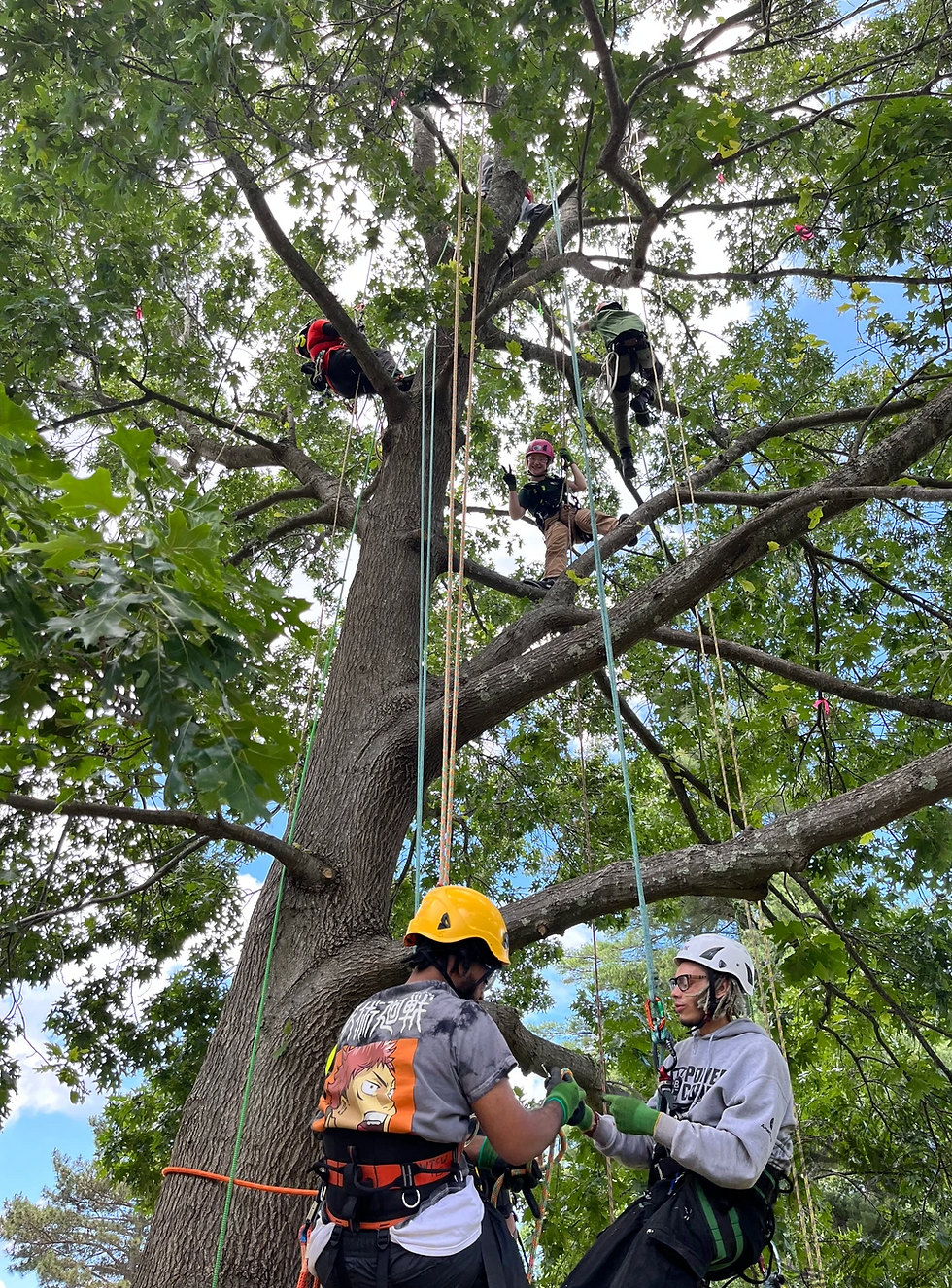 Canopy Exploration with Women's Tree Climbing Workshop