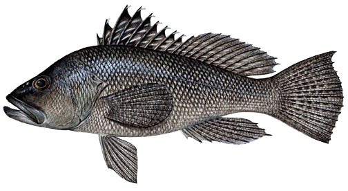 image of a black seabass