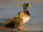 Mallard duck pair