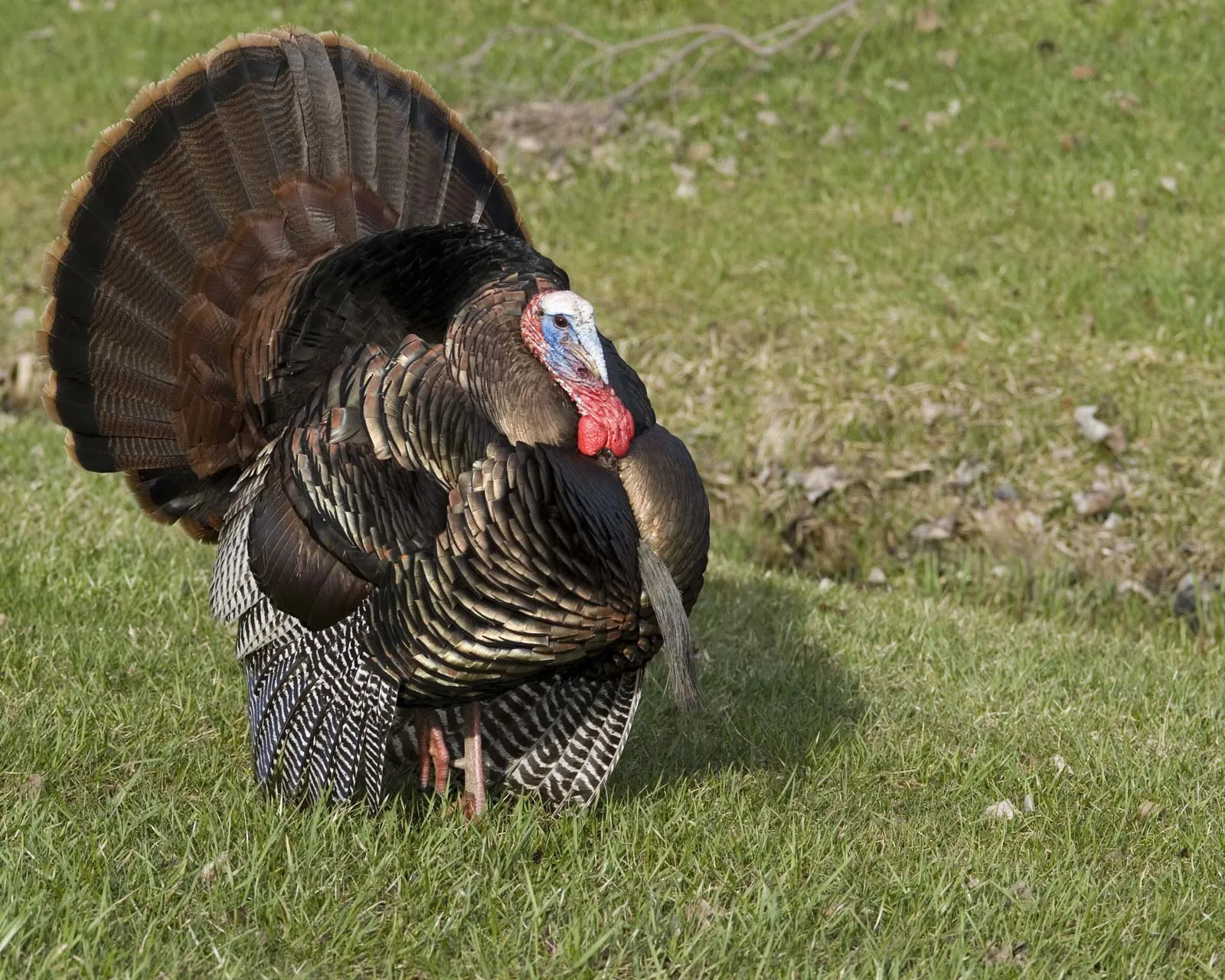 Male turkey