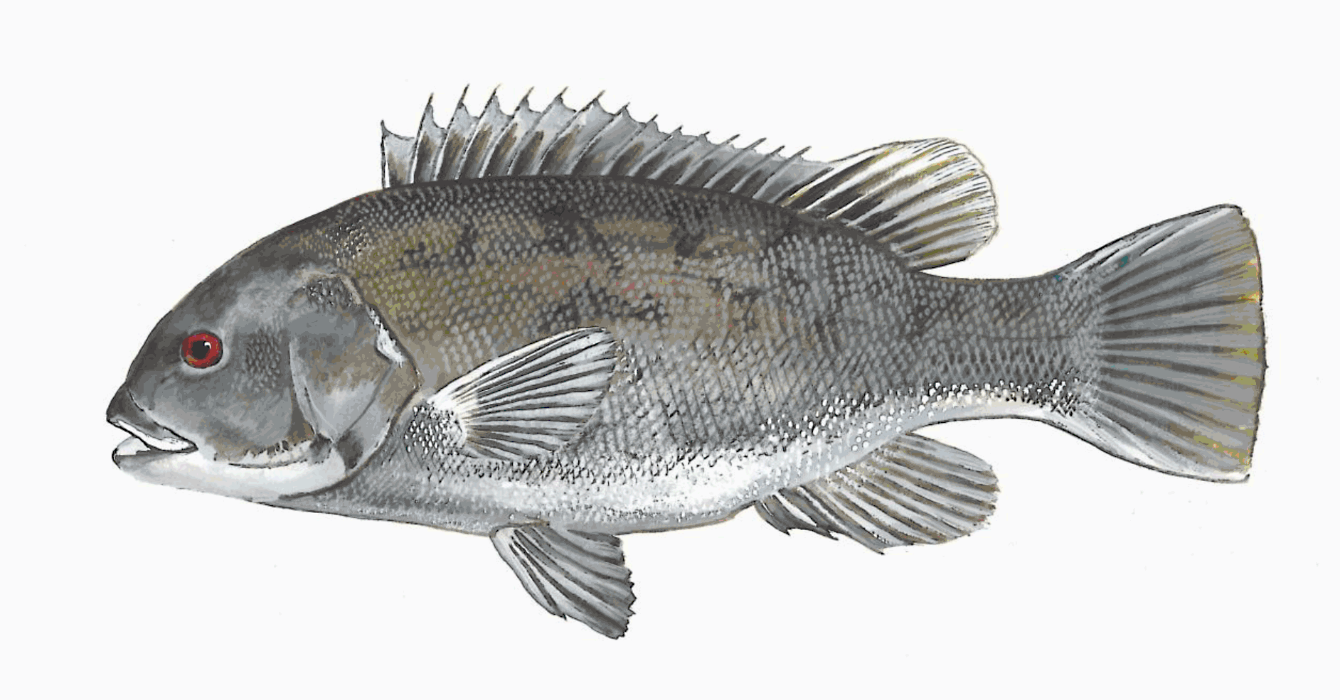 Illustrated image of a tautog