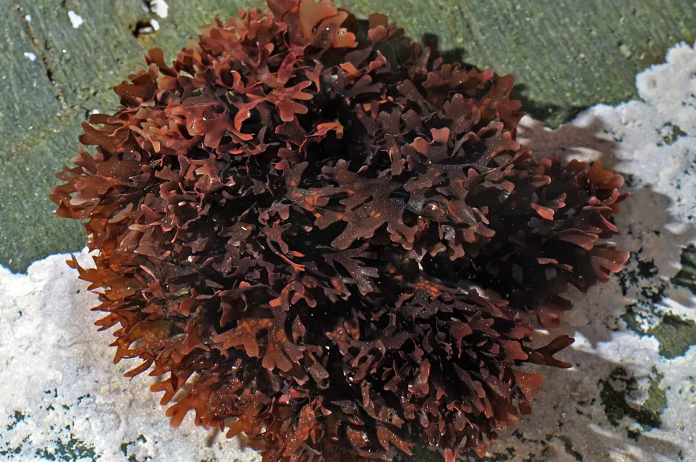 Irish moss seaweed