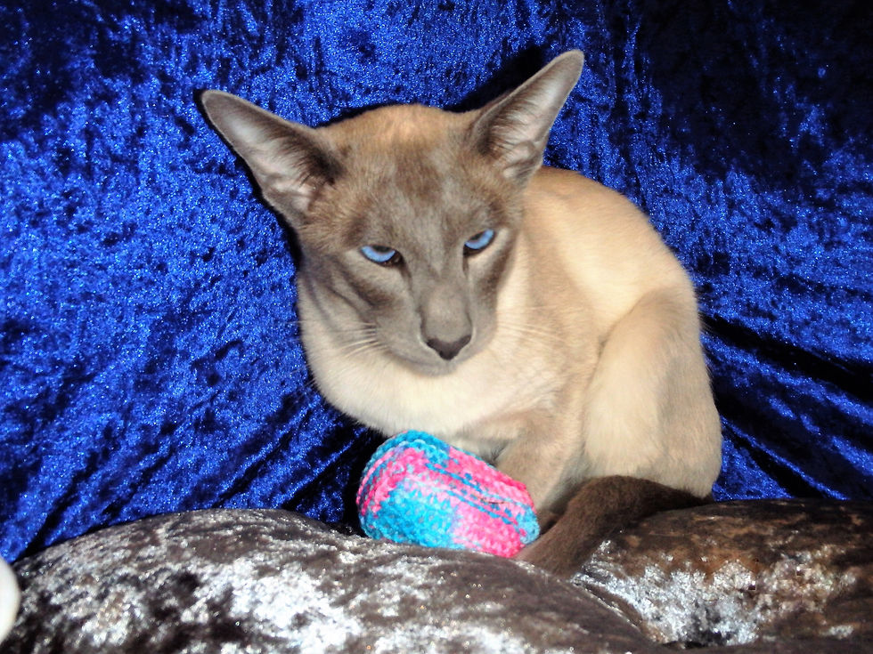 Cat show 5.6.16 (9).JPG