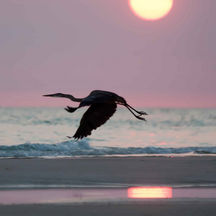 great blue heron at sunset over ocean