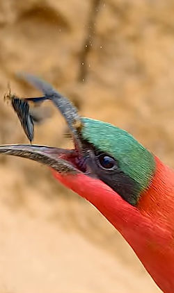 Carmine bee-eater