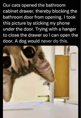 cat looking under bathroom door