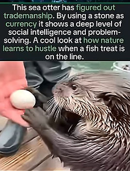 otter trading a rock for a fish